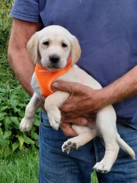 cuccioli di labrador crema e cioccolato