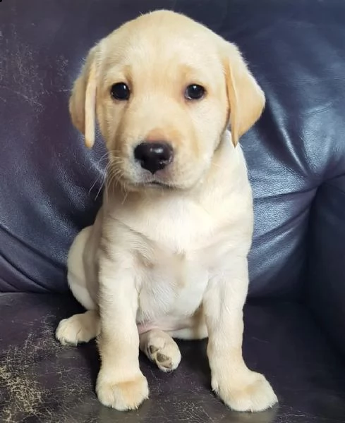 cuccioli di labrador crema e cioccolato | Foto 0