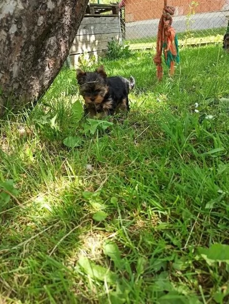 adorabile yorkshire terrier maschio e femmina