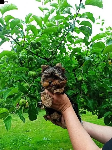 adorabile yorkshire terrier maschio e femmina | Foto 0