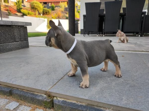 cucciolo di bulldog francese di colore blu