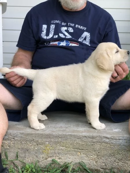 regalo cuccioli labrador 
