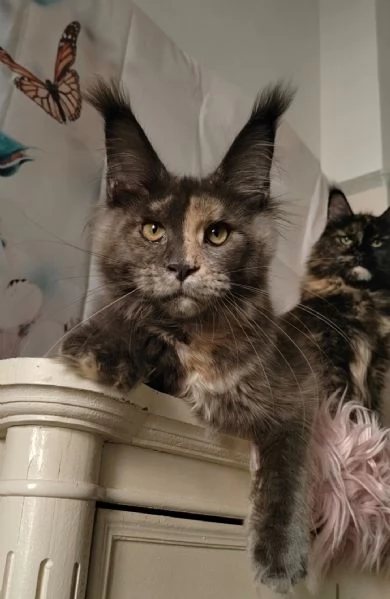 Cuccioli di Maine Coon | Foto 6