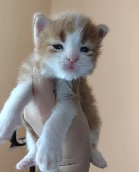 Cuccioli di Maine Coon | Foto 5
