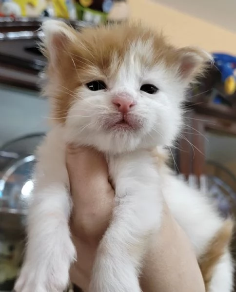 Cuccioli di Maine Coon | Foto 4