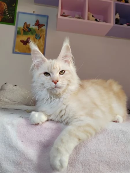Cuccioli di Maine Coon | Foto 3