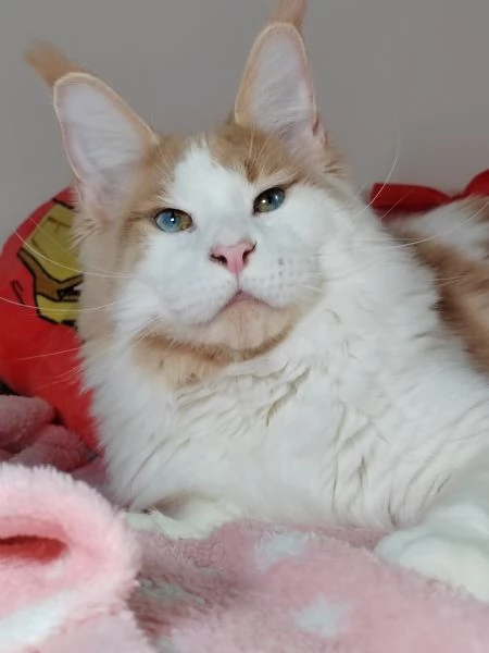 Cuccioli di Maine Coon | Foto 2