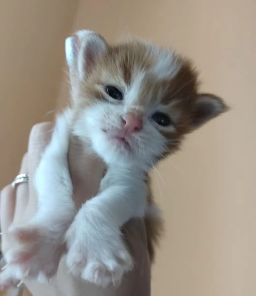 Cuccioli di Maine Coon