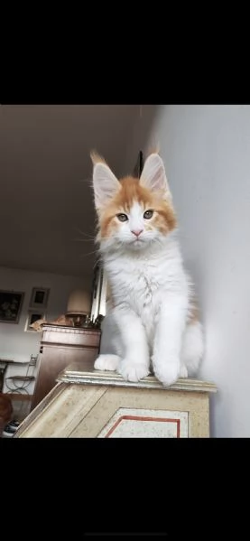 2 MERAVIGLIOSI CUCCIOLI DI MAINE COON