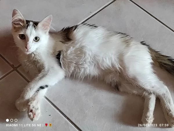 gattina tenerissima  | Foto 2
