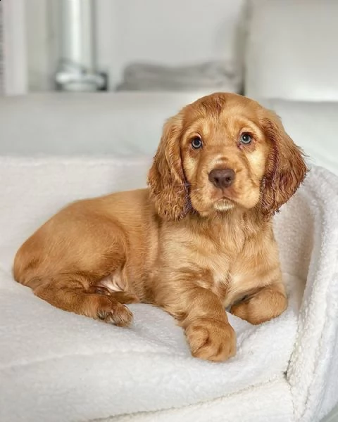 cuccioli di cocker spaniel in adozione | Foto 1