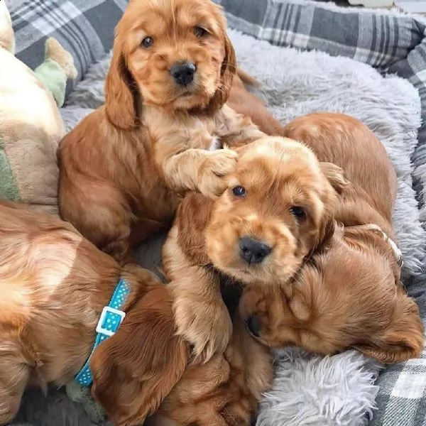 cuccioli di cocker spaniel in adozione