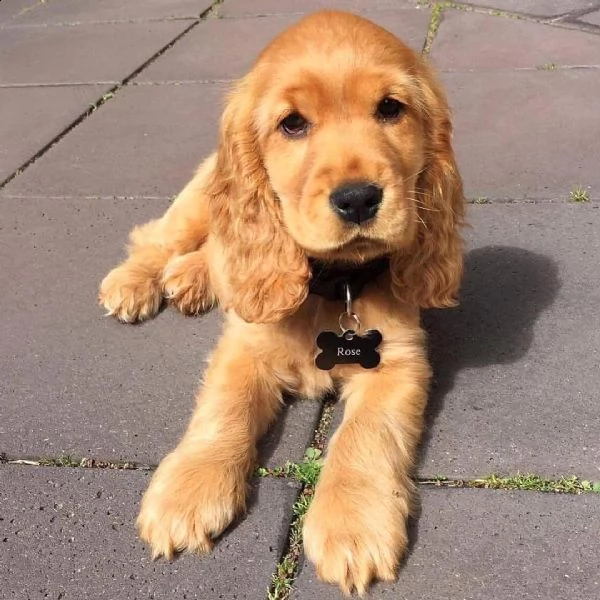 cuccioli di cocker spaniel in adozione | Foto 0