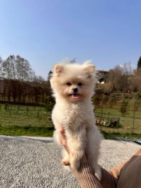Cuccioli Pomapoo dolcezza e qualitagrave in un unico 