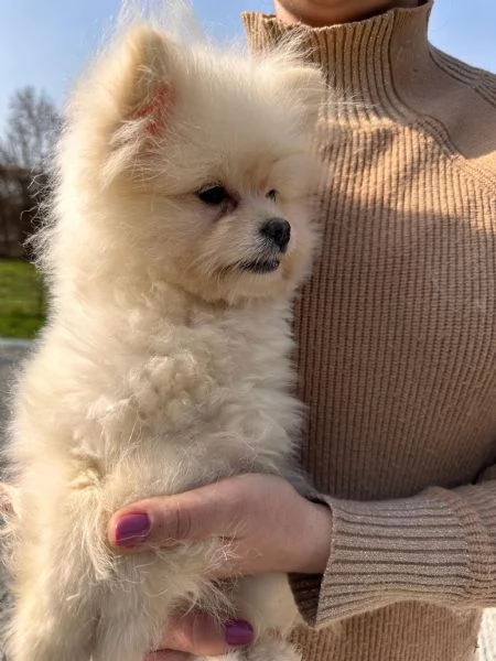 Cuccioli Pomapoo dolcezza e qualitagrave in un unico 