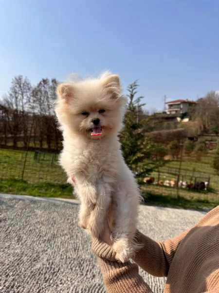 Cuccioli Pomapoo dolcezza e qualitagrave in un unico  | Foto 3