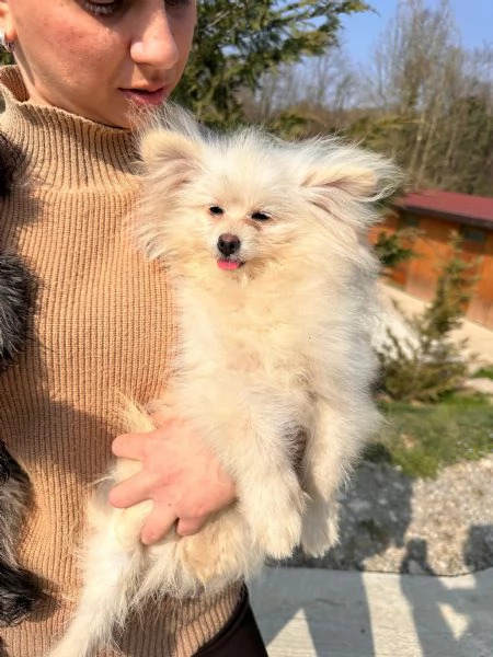 Cuccioli Pomapoo dolcezza e qualitagrave in un unico  | Foto 1