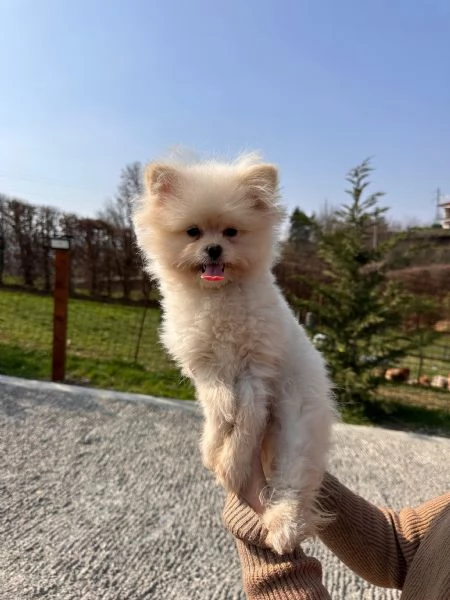 Cuccioli di Pomapoo sani amorevoli e simpatici