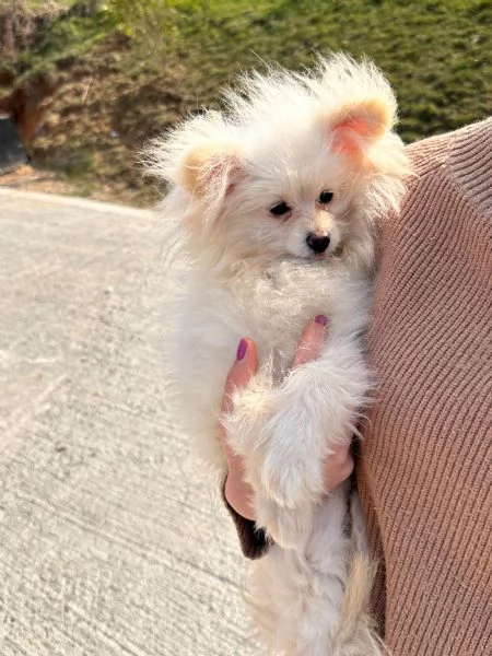 Cuccioli di Pomapoo sani amorevoli e simpatici | Foto 2