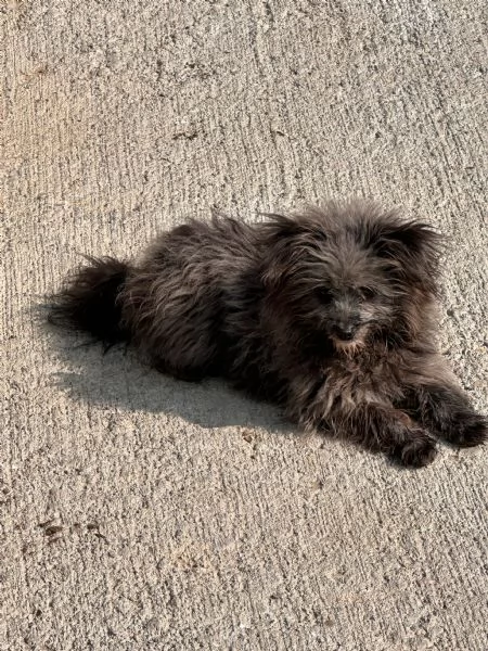 Cuccioli di Pomapoo sani amorevoli e simpatici | Foto 1