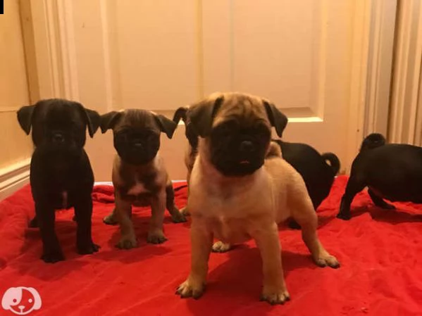cucciolo carlino
