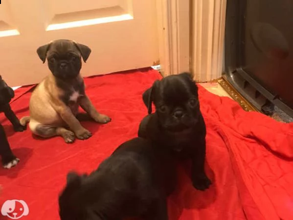 cucciolo carlino | Foto 1