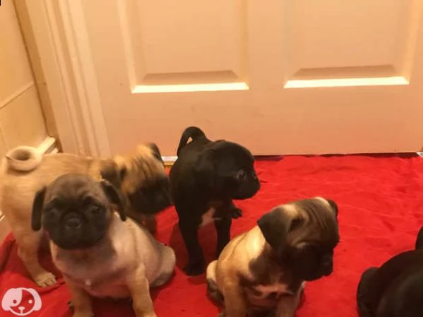 cucciolo carlino | Foto 0