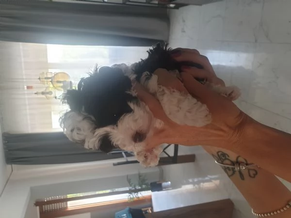 BARBONCINI MINI TOY | Foto 1