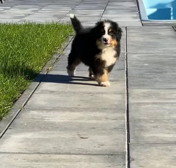 meravigliosi cuccioli di bovaro del bernese | Foto 1