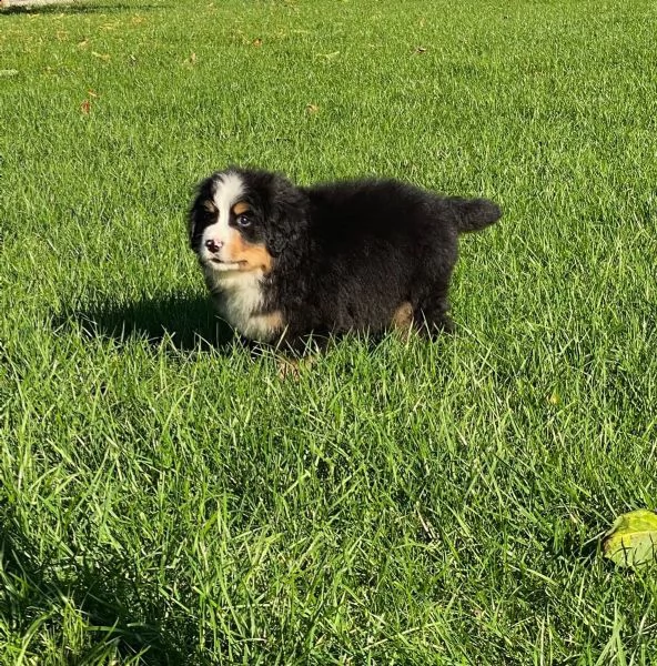 meravigliosi cuccioli di bovaro del bernese | Foto 0