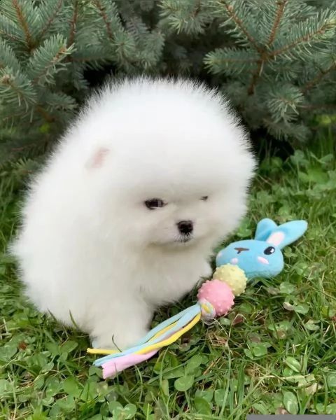 bellissimi cuccioli di pomerano | Foto 2