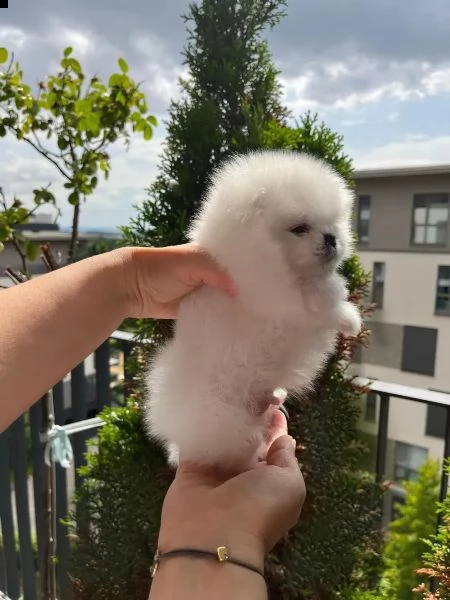 bellissimi cuccioli di pomerano | Foto 1