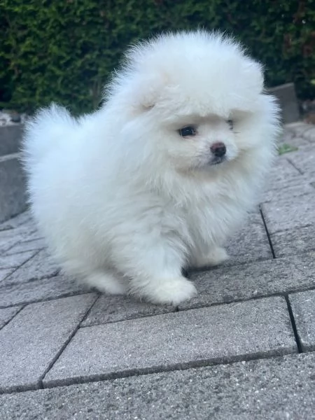 cuccioli di pomerania maschi e femmine | Foto 2