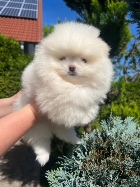 cuccioli di pomerania maschi e femmine | Foto 1