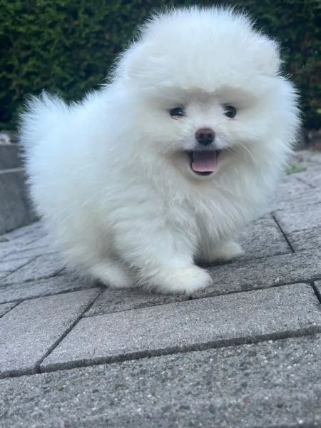cuccioli di pomerania maschi e femmine | Foto 0