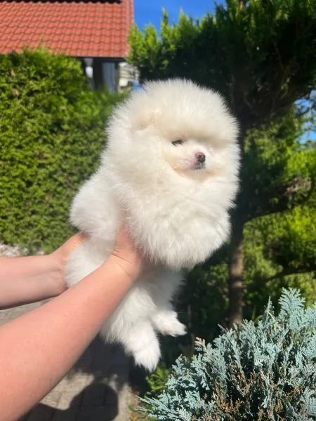 cuccioli di pomerania maschi e femmine
