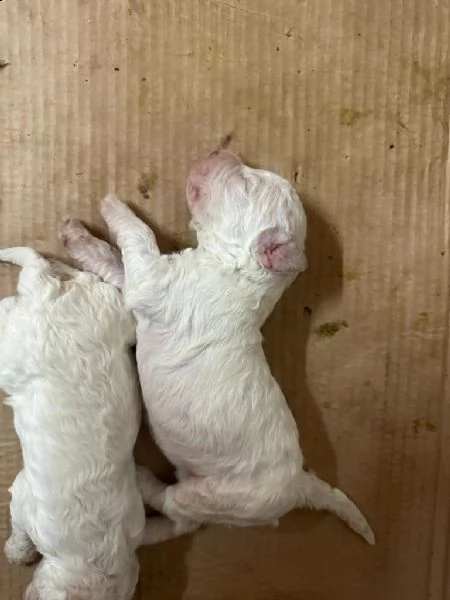 cuccioli di lagotto romagnolo con pedegree | Foto 2