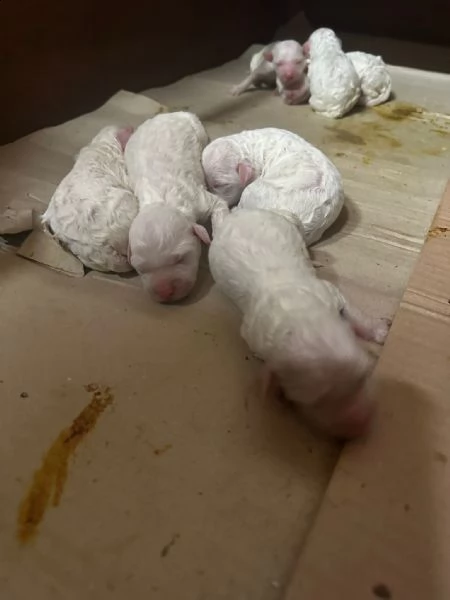 cuccioli di lagotto romagnolo con pedegree | Foto 1