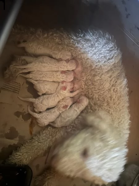 cuccioli di lagotto romagnolo con pedegree | Foto 0