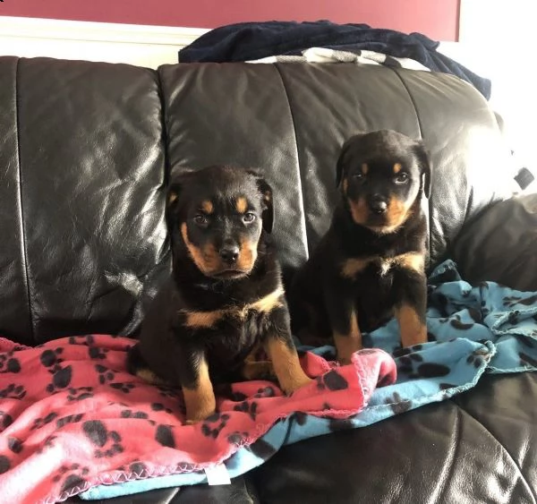 cuccioli di rottweiler