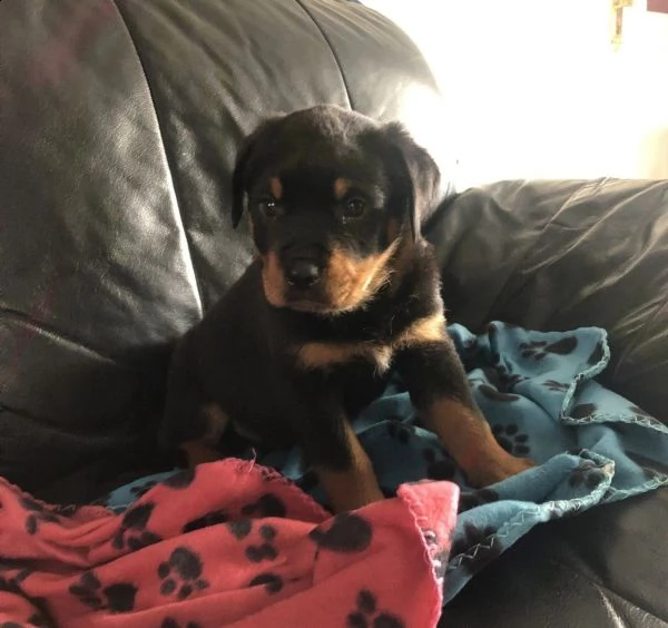 cuccioli di rottweiler | Foto 2