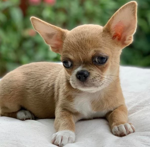affascinante chihuahua maltese tcup disponibile per qualsiasi nuova famiglia offro due cuccioli di  | Foto 0