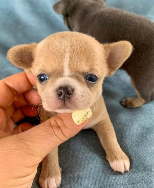 affascinante chihuahua maltese tcup disponibile per qualsiasi nuova famiglia offro due cuccioli di 