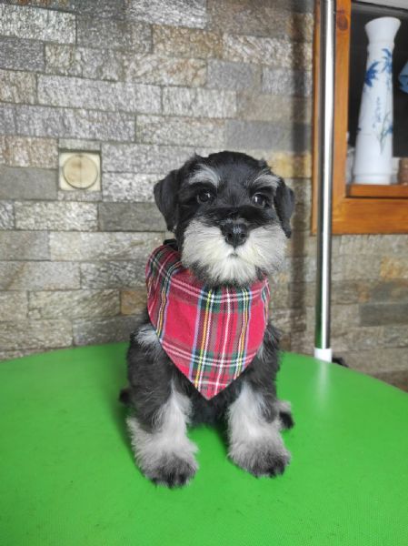 TBS Federa Cuscino 45x45 Cm Con Motivo Schnauzer Colorato – Morbida In Poliestere, Regalo Idea - 4