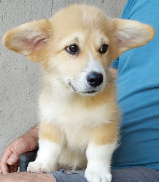 corgi gallese pembroke cuccioli | Foto 5