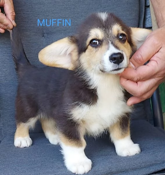 corgi gallese pembroke cuccioli | Foto 4