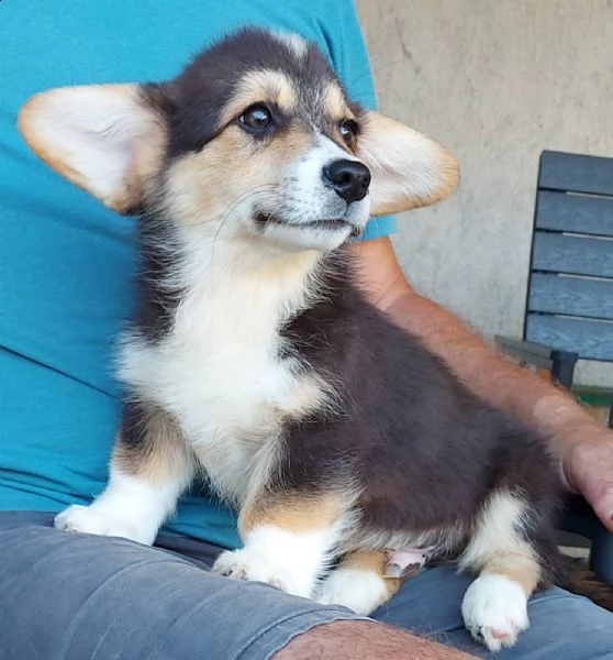 corgi gallese pembroke cuccioli | Foto 3