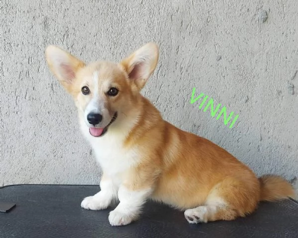 corgi gallese pembroke cuccioli | Foto 2