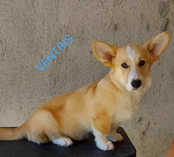 corgi gallese pembroke cuccioli | Foto 1
