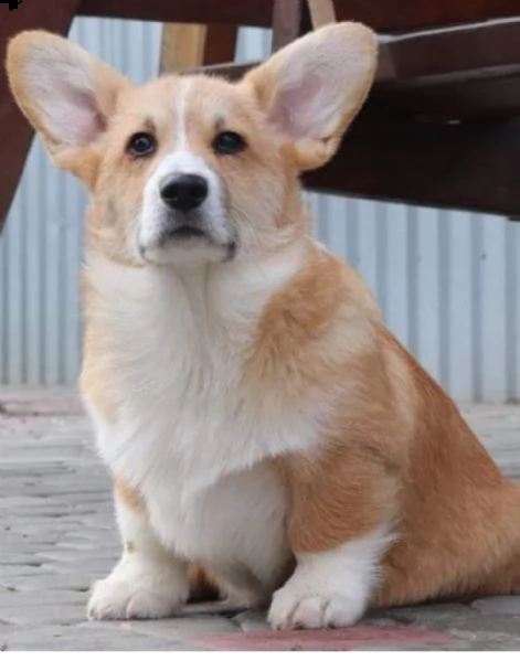 corgi gallese pembroke cuccioli